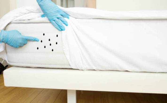How to Use a Bed Bug Exterminator